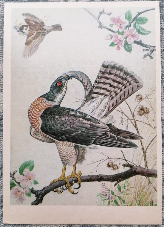 European tyuvik1984 Red Book of the USSR 10.5x15 cm postcard  