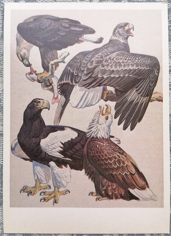 Steller's sea eagle 1984 Red Book of the USSR 10.5x15 cm postcard  