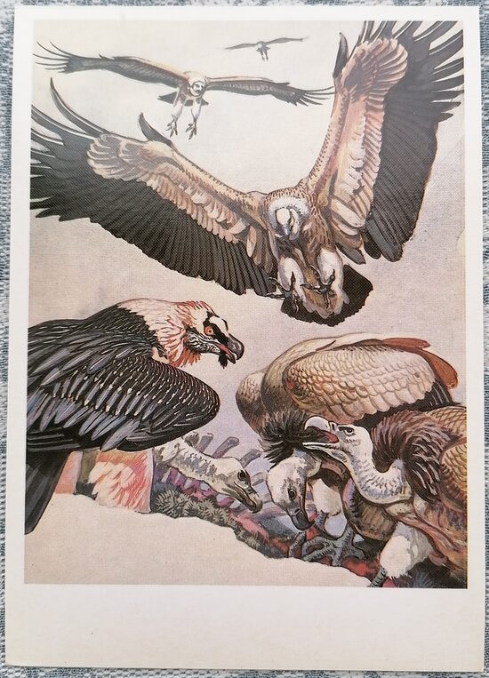 Bearded vulture 1984 Red Book of the USSR 10.5x15 cm postcard   