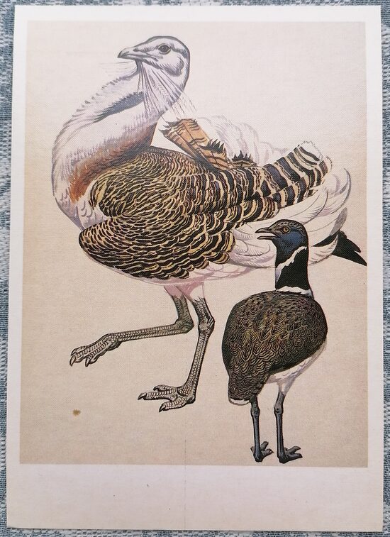 Great bustard 1984 Red Book of the USSR 10.5x15 cm postcard  