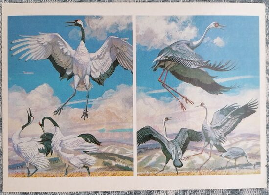 Japanese crane 1984 Red Book of the USSR 15x10.5 cm postcard  