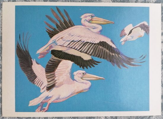 Pink Pelican 1984 Red Book of the USSR 15x10.5 cm postcard  