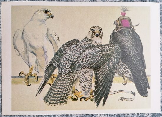 Gyrfalcon 1984 Red Book of the USSR 15x10.5 cm postcard    