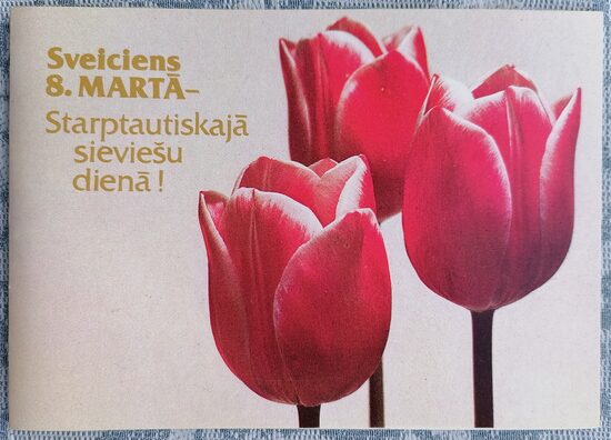 Pink tulips 1987 Latvian postcard March 8 15x10.5 cm  