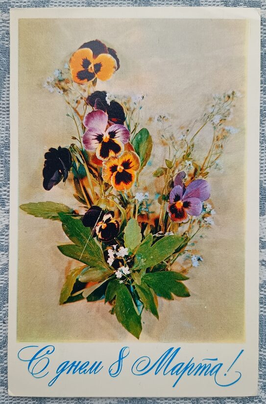 Pansies 1977 USSR postcard March 8 9x14 cm  