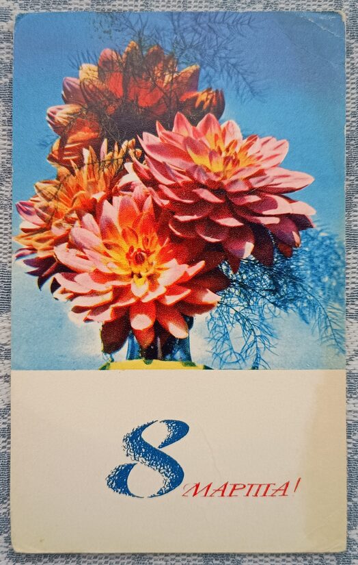 Dahlias 1968 USSR Postcard March 8 8.5 x 14 cm  