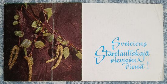 Birch catkins on a branch 1970 Latvian postcard March 8 14.5 x 7 cm 