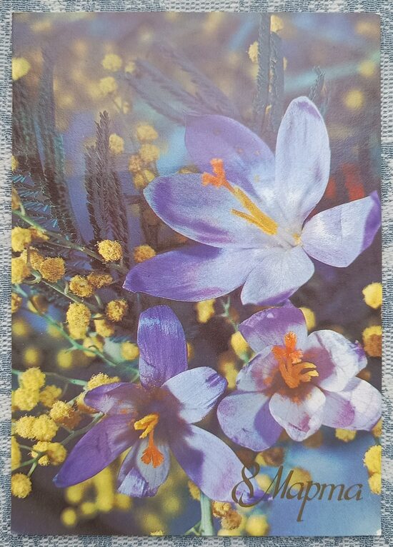 Crocuses 1987 USSR postcard March 8 10.5 x 15 cm    