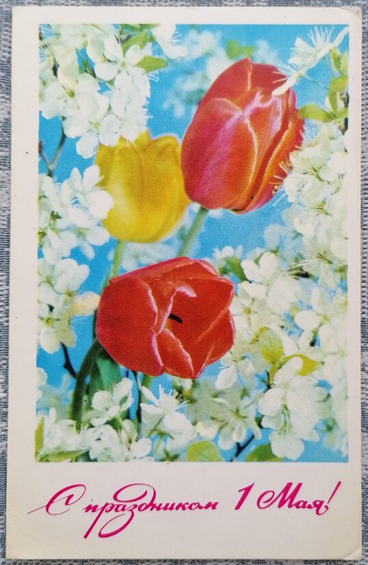 May 1st. Tulips against a background of blossoming apple trees 1971 USSR postcard 9x14 cm  
