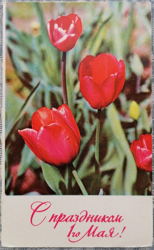 1. maijs Sarkanās tulpes 1965 Latvijas pastkarte 8,5 x 14 cm 