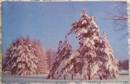Зимний лес 1970 Новогодняя открытка СССР 14x9 см  