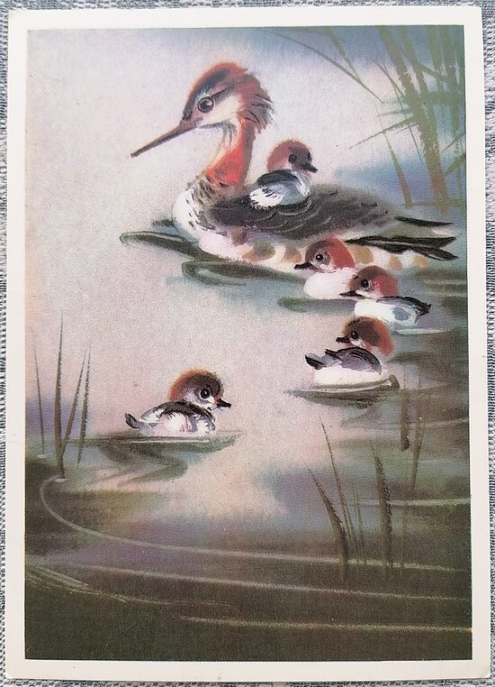 Common merganser 1981 USSR children's postcard 10.5 x 15 cm  