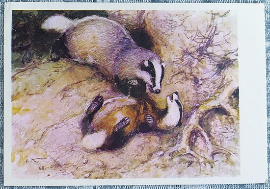 Two badgers 1975 USSR children's postcard 15x10.5 cm  