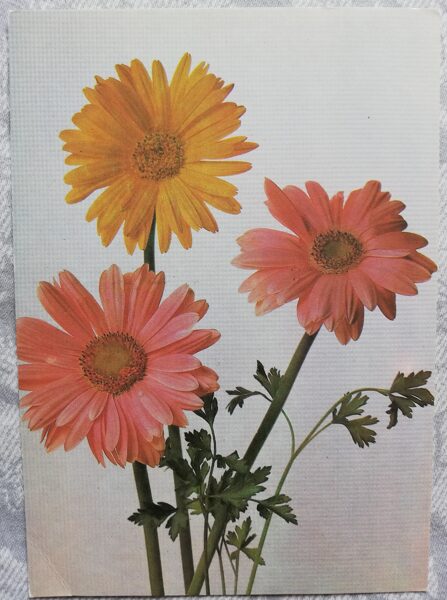 Greeting card "Gerberas" 1986 "Flowers" 10.5x15 cm. Photo by S. Martyakhin and N. Agladze