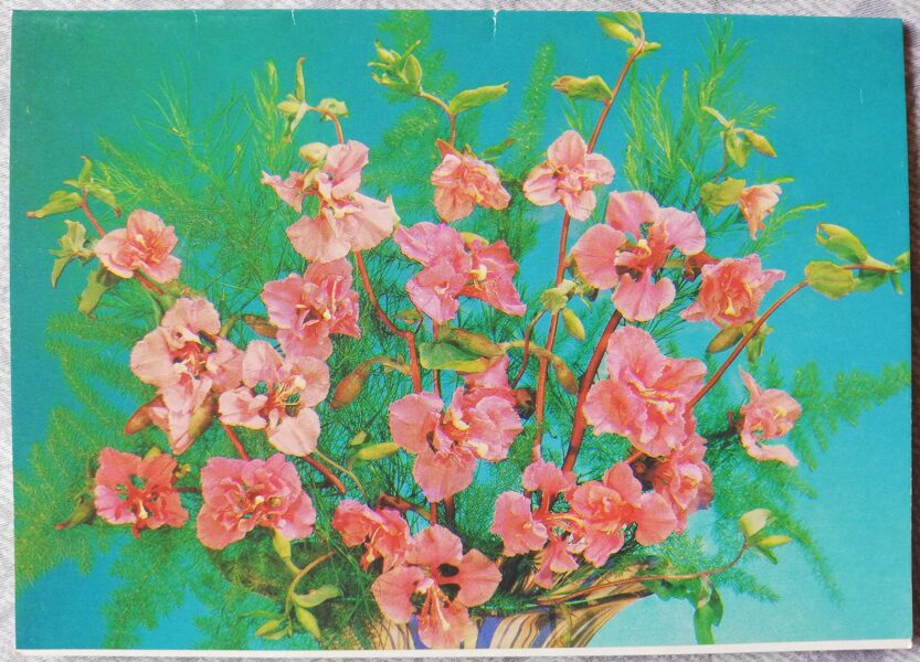 Greeting card "Clarkia unguiculata" 1989 "Flowers" 10.5x15 cm. Photo by I. Dergilev