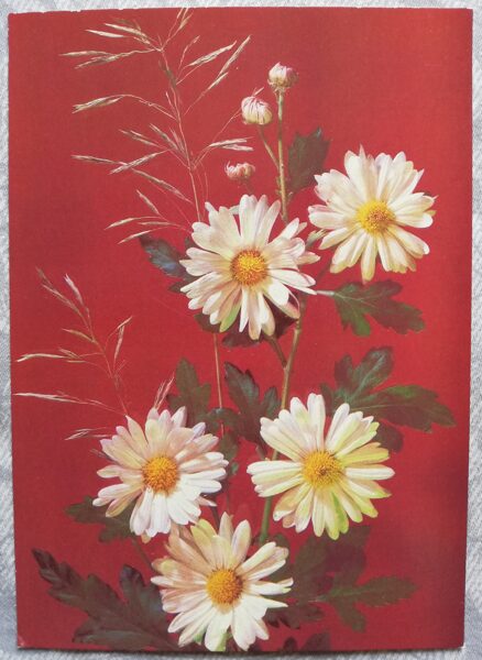 Greeting card "Garden chamomile" 1989 "Flowers" 10.5x15 cm. Photo by I. Dergilev