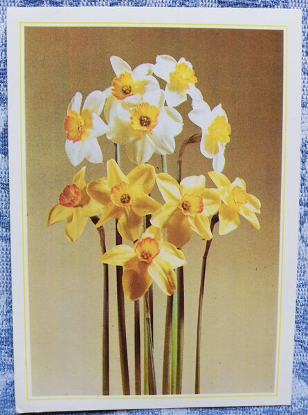 Greeting card "Yellow daffodils" 1986 "Flowers" 10.5x15 cm. Photo by Mikelis Galzons
