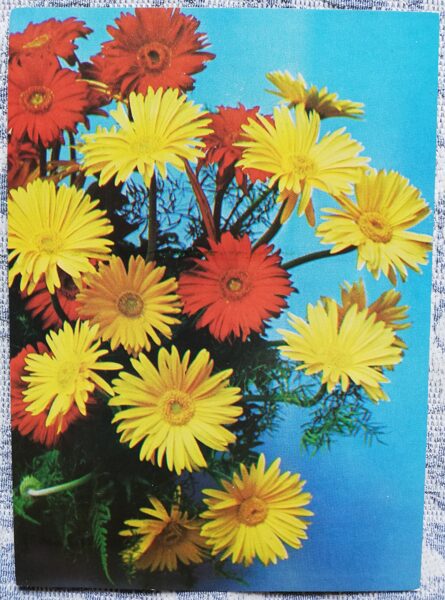 Apsveikuma kartīte "Sarkanas un dzeltenas Gerberas" 1986 "Ziedi" 10,5x15 cm. Roland Fogta foto
