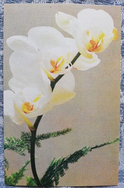 Greeting card "White Orchid" 1986 "Flowers" 9x14 cm. Photo by Vladimir Kalva