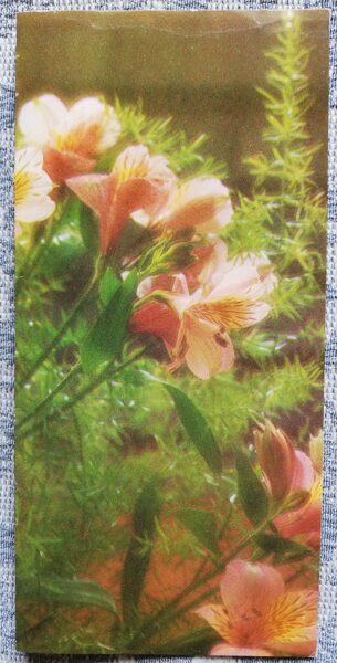 Поздравительная открытка «Розовые цветы» 1986 года «Цветы» 7х14 см. Фото Валтерса Эзериньша