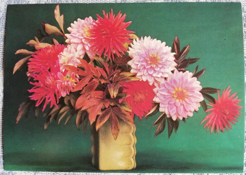 Greeting card "Red and pink asters" 1985 "Flowers" 15x10.5 cm. Photo by N. Martyakhin
