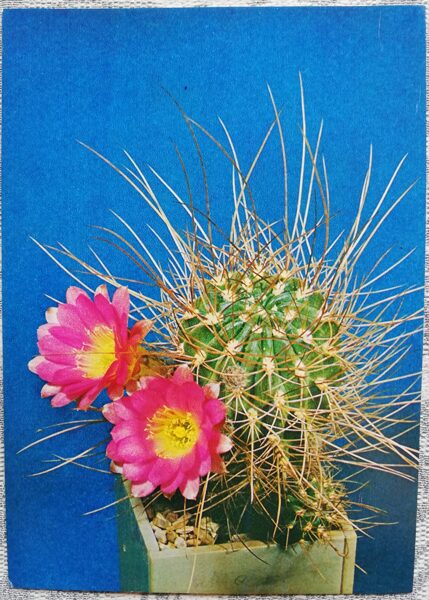 Kaktuss "Lobivia raphidacantha Backbg" 1984 10,5x15 cm V. Trubitsina foto