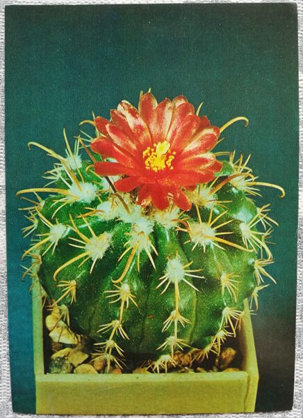 Kaktuss "Parodia cintiensis" 1984 10,5x15 cm V. Trubitsina foto