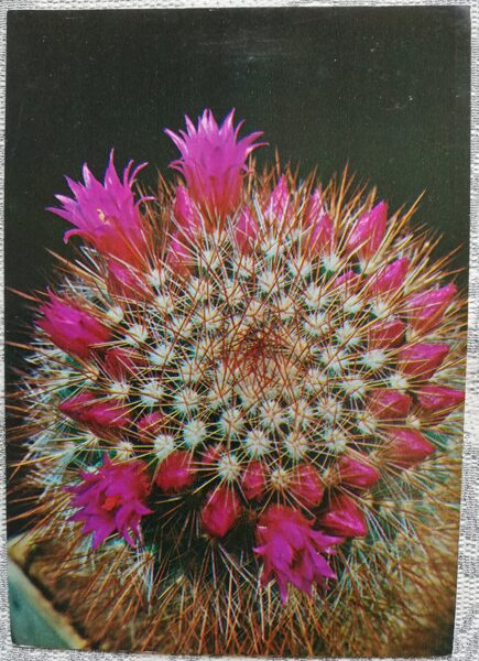 Kaktuss "Mammillaria spinosissima" 1984 10,5x15 cm V. Trubitsina foto