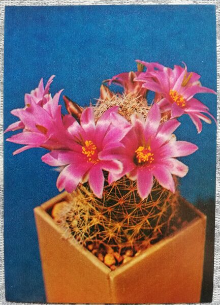Kaktuss "Mammillaria swinglei" 1984 10,5x15 cm V. Trubitsina foto