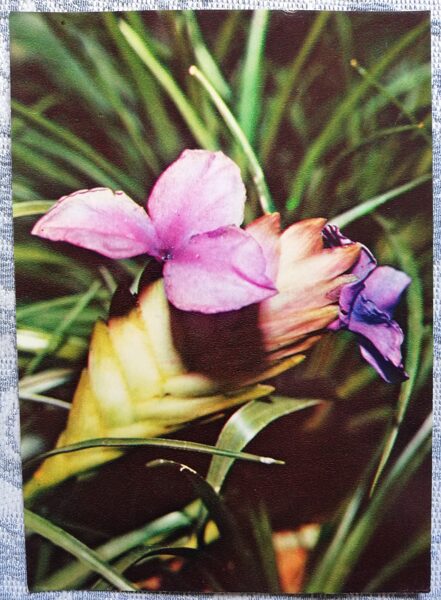 Houseplants "Tillandsia blue" 1983 postcard 10.5x15 cm Photo by R. Voronov