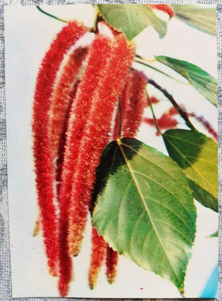 Istabas augi "Acalypha hispida" 1983. gada atklātne 10,5x15 cm R. Voronova foto