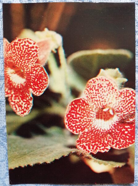 Istabas augi "Kohleria bogotensis" 1983. gada atklātne 10,5x15 cm R. Voronova foto
