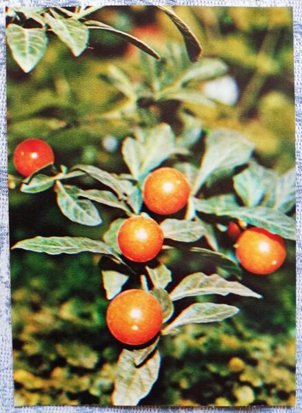 Istabas augi "Piparu nakteņi (solanum)" 1983. gada atklātne 10,5x15 cm R. Voronova foto