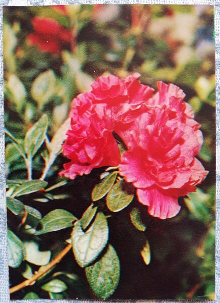 Istabas augi "Indijas rododendrs (Azālija)" 1983. gada atklātne 10,5x15 cm R. Voronova foto