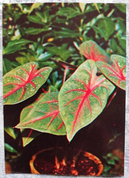 Istabas augi "Caladium bicolor" 1983. gada atklātne 10,5x15 cm R. Voronova foto