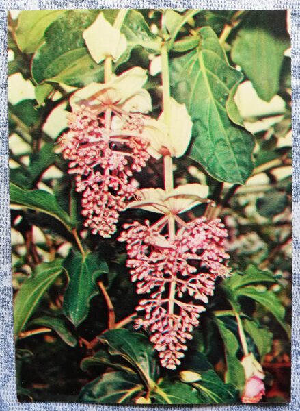 Istabas augi "Medinilla magnifica" 1983. gada atklātne 10,5x15 cm R. Voronova foto
