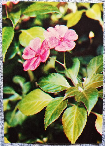 Istabas augi "Impatiens walleriana" 1983. gada atklātne 10,5x15 cm R. Voronova foto