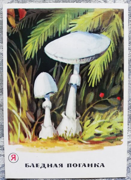 Ядовитый гриб! «Бледная поганка» серия открыток «Грибы» 1971 года 10,5x15 см