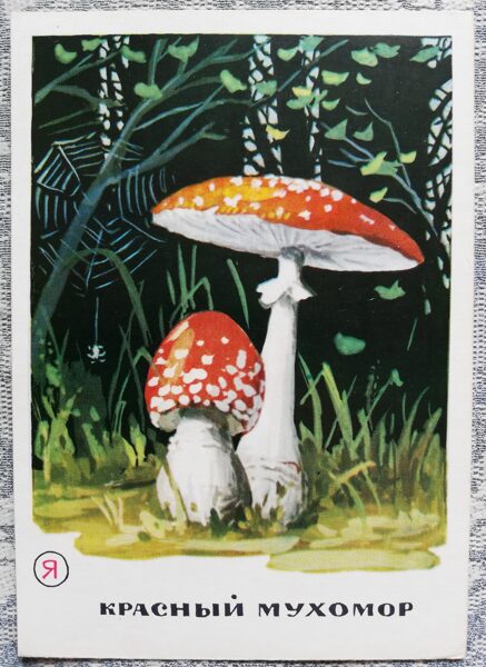 Poisonous mushroom! "Amanita muscaria" series of postcards "Mushrooms" 1971 10,5x15 cm