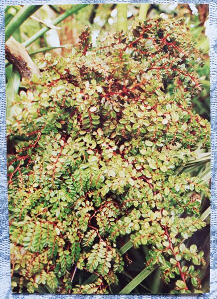 Telpaugi 1987 "Begonia foliosa" pastkarte 10,5x15 cm A. Terzijeva foto   