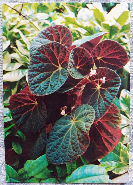 Telpaugi 1987 "Dzeltenā begonija" pastkarte 10,5x15 cm A. Terzijeva foto 