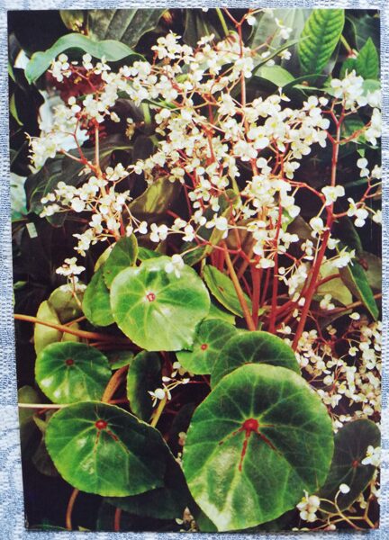 Telpaugi 1987 "Begonia conchifolia" pastkarte 10,5x15 cm A. Terzijeva foto 