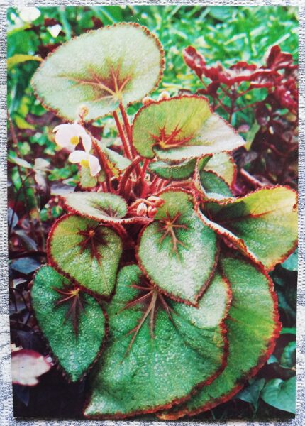 Telpaugi 1987 "Begonia rex" pastkarte 10,5x15 cm A. Terzijeva foto 