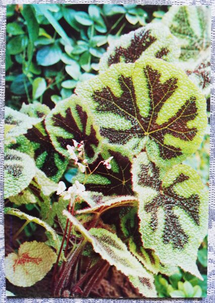Telpaugi 1987 "Begonia masoniana" pastkarte 10,5x15 cm A. Terzijeva foto 
