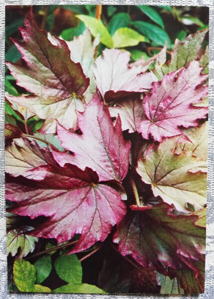 Telpaugi 1987 "Begonia rex" pastkarte 10,5x15 cm A. Terzijeva foto  