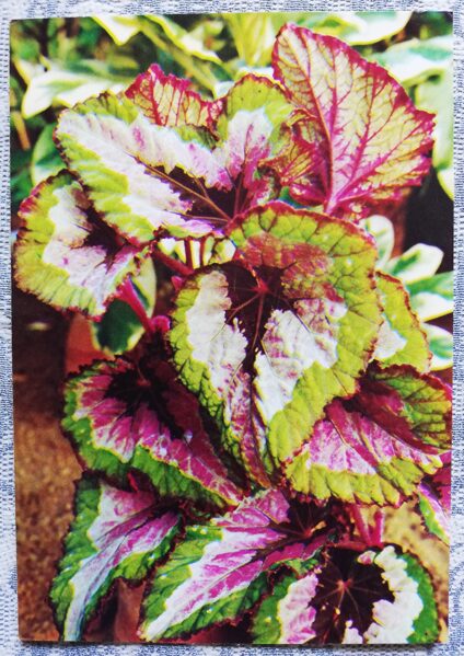 Telpaugi 1987 Karaliskā begonija "Mary Chrismas" pastkarte 10,5x15 cm A. Terzijeva foto 