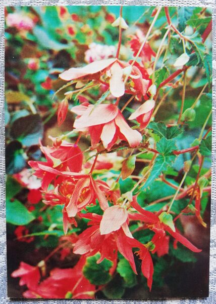 Telpaugi 1987 "Begonia pendula" pastkarte 10,5x15 cm A. Terzijeva foto 