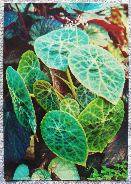 Telpaugi 1987 "Begonia goegoensis" pastkarte 10,5x15 cm A. Terzijeva foto 