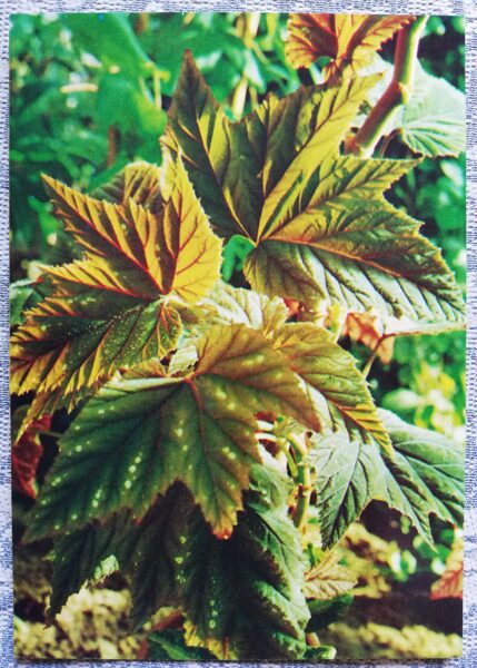Telpaugi 1987 "Begonia olbia Kerch" pastkarte 10,5x15 cm A. Terzijeva foto 