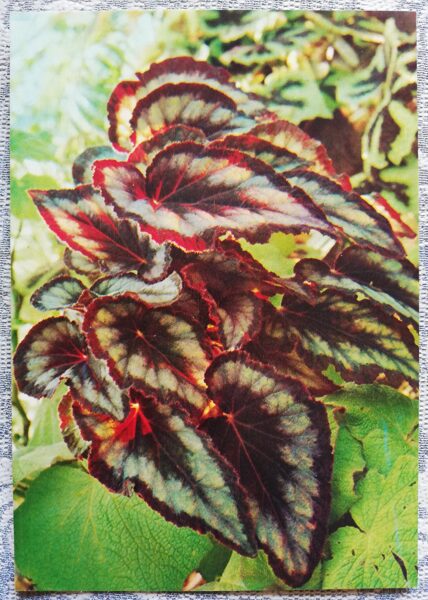 Telpaugi 1987 "Begonia cathayana" pastkarte 10,5x15 cm A. Terzijeva foto 